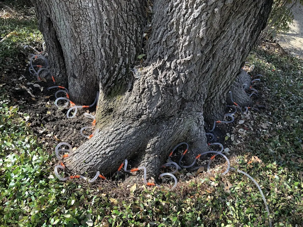 Detailed Tree Cabling and Bracing job site in Keensburg