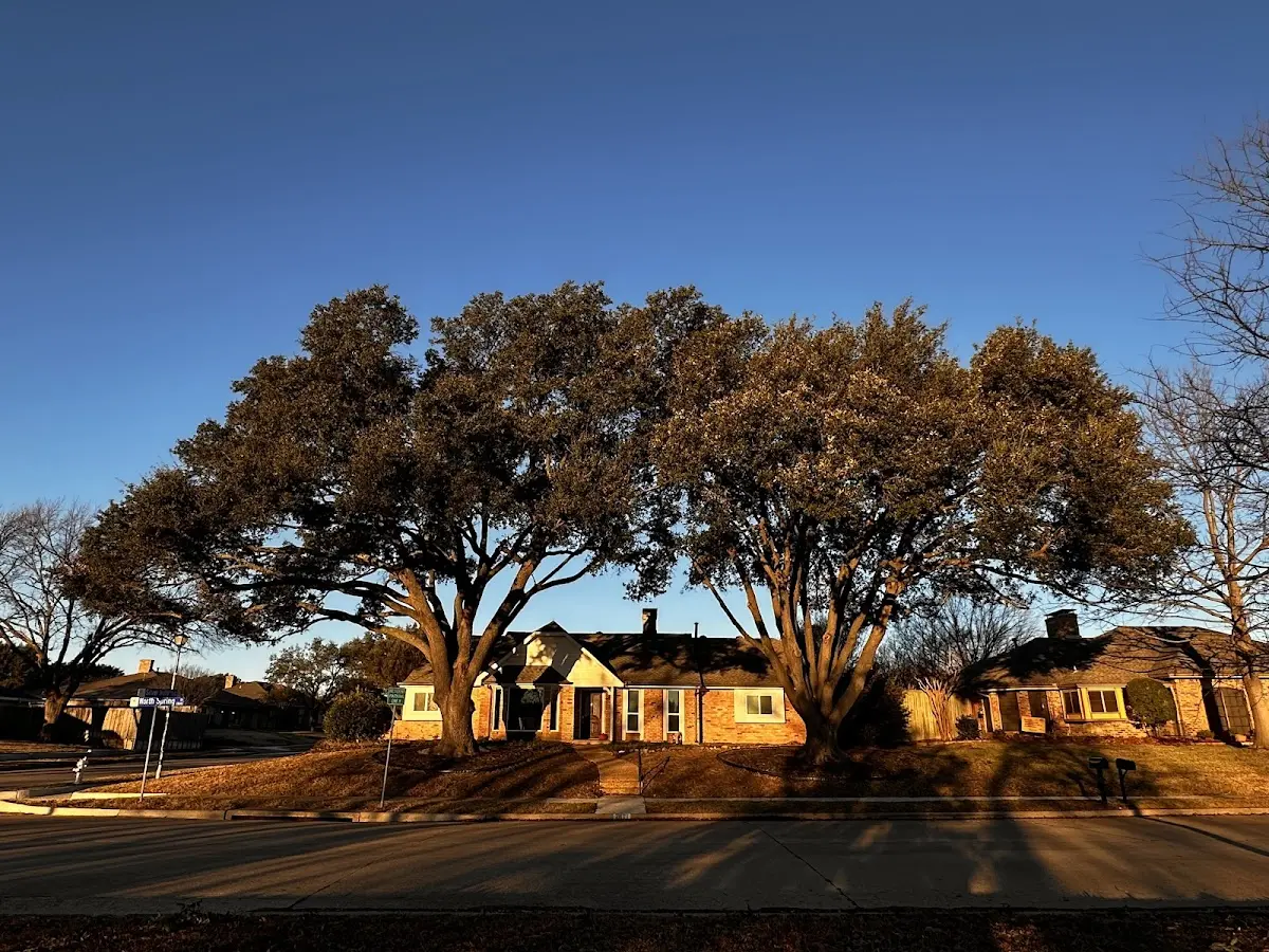 Established residential canopy tree shading a home in Keensburg