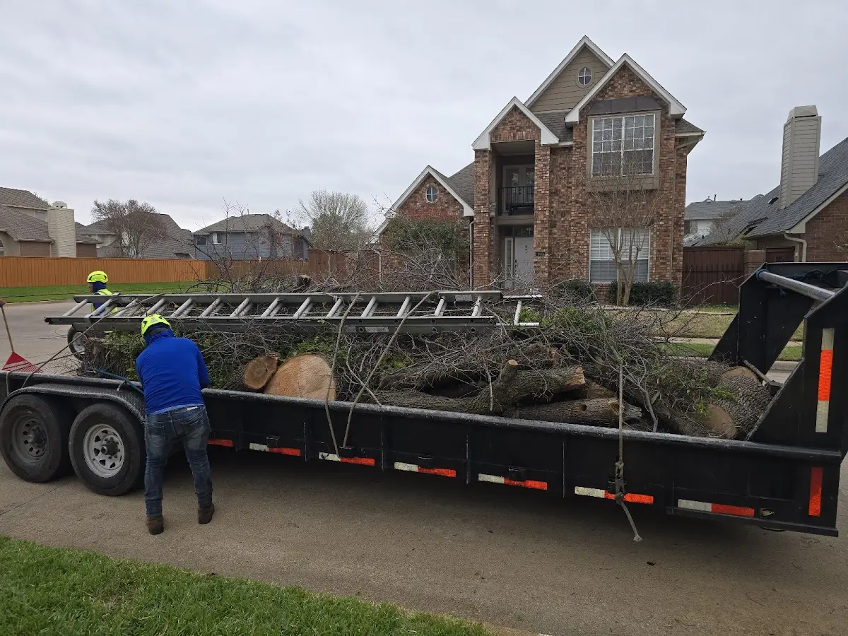 Expert Tree Removal with proper safety equipment in Keensburg